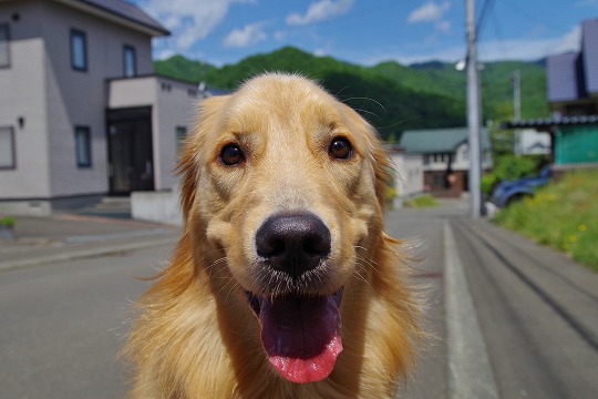 2019年6月1日　ドッグホテル＆ドッグトレーニングはる日和