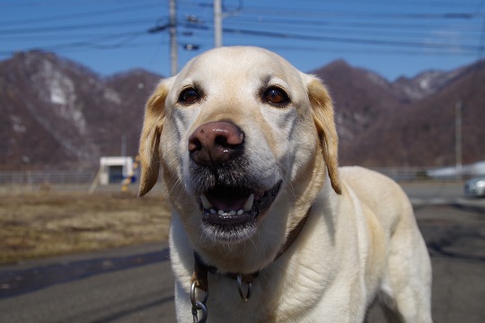 2019年4月4日　ドッグホテル＆ドッグトレーニングはる日和