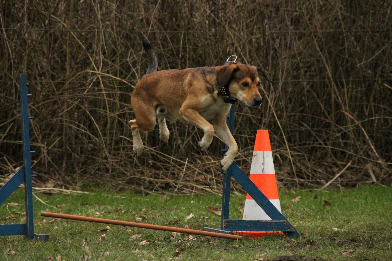 Agility privat