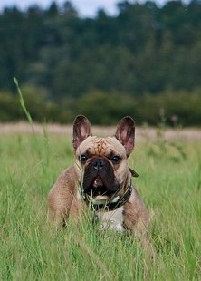 Französische Bulldogge