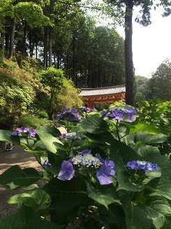 紫陽花の三室戸寺