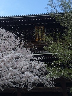 桜の金戒光明寺