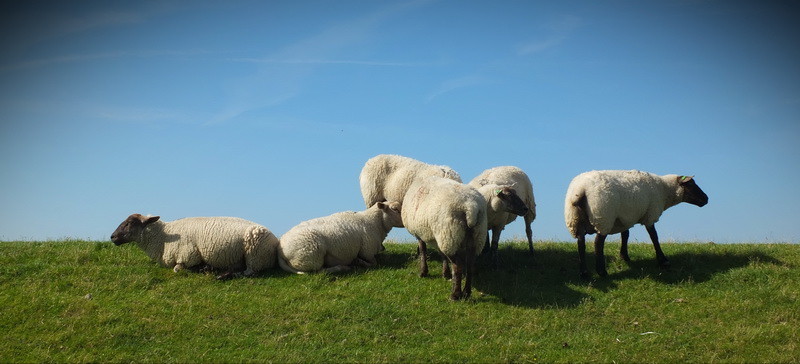 Schaapjes op de dijk bij de Eemshaven