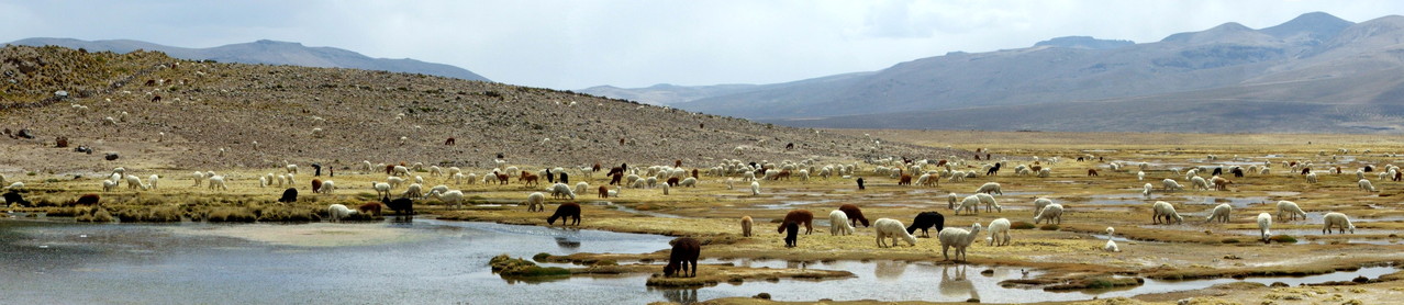 Lama's en alpaca's