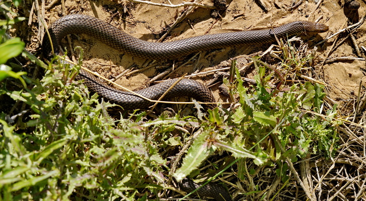 Eastern Brown Snake (de op één na giftigste slang ter wereld)