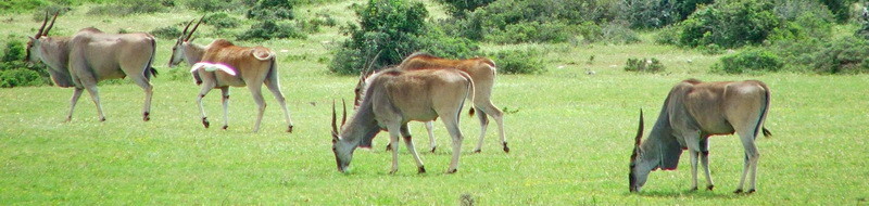 Eland antilope