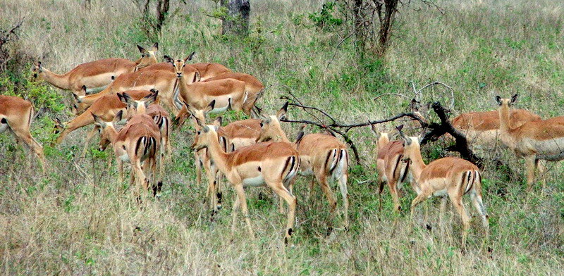 Impala's