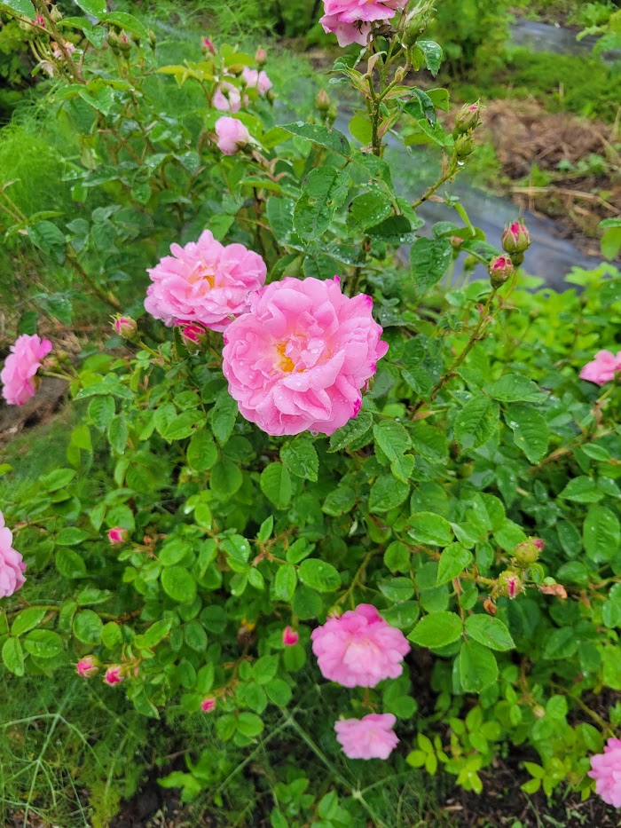 植物に興味がわきました