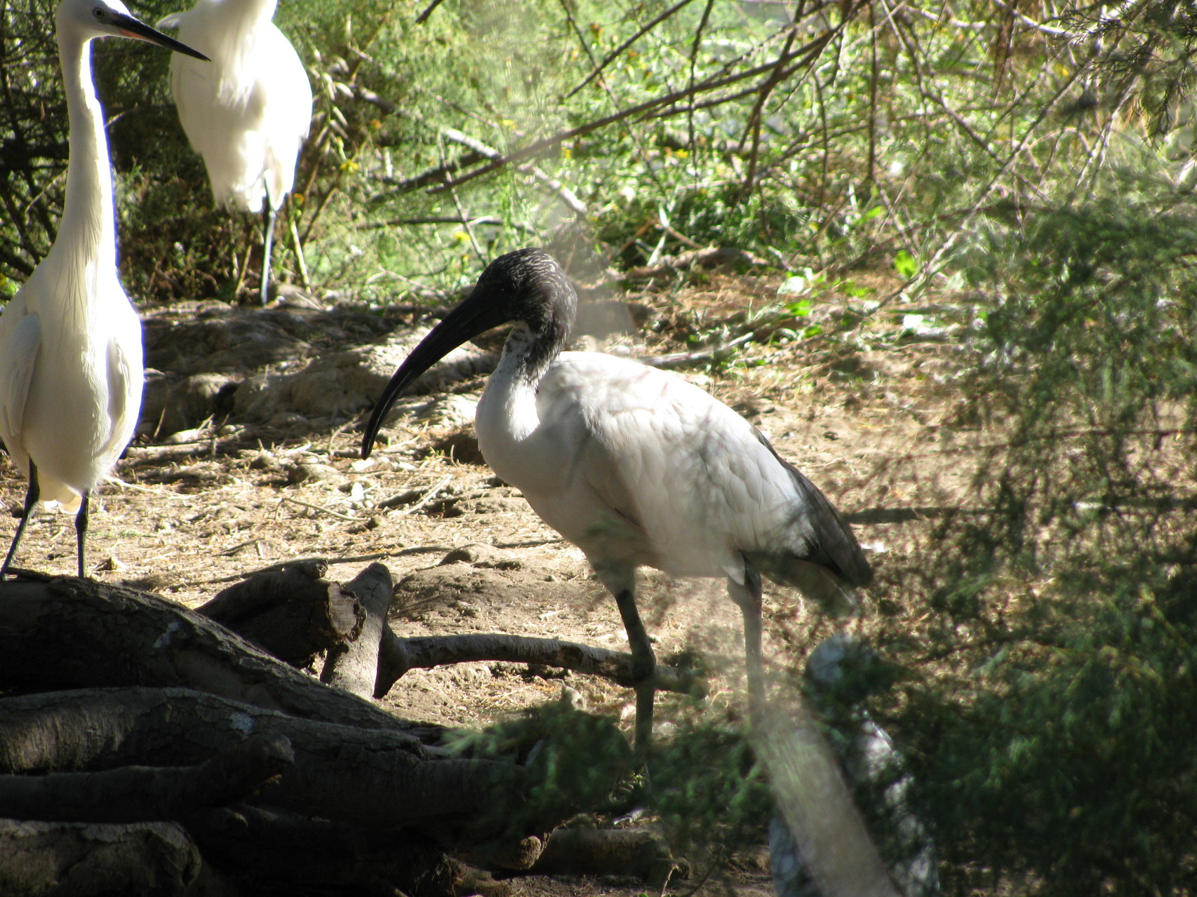 Un oiseau rare en Camargue - Parc Ornithologique du Gros du Roi