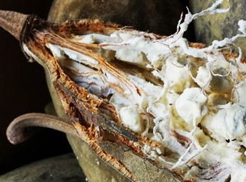 Baobab Frucht