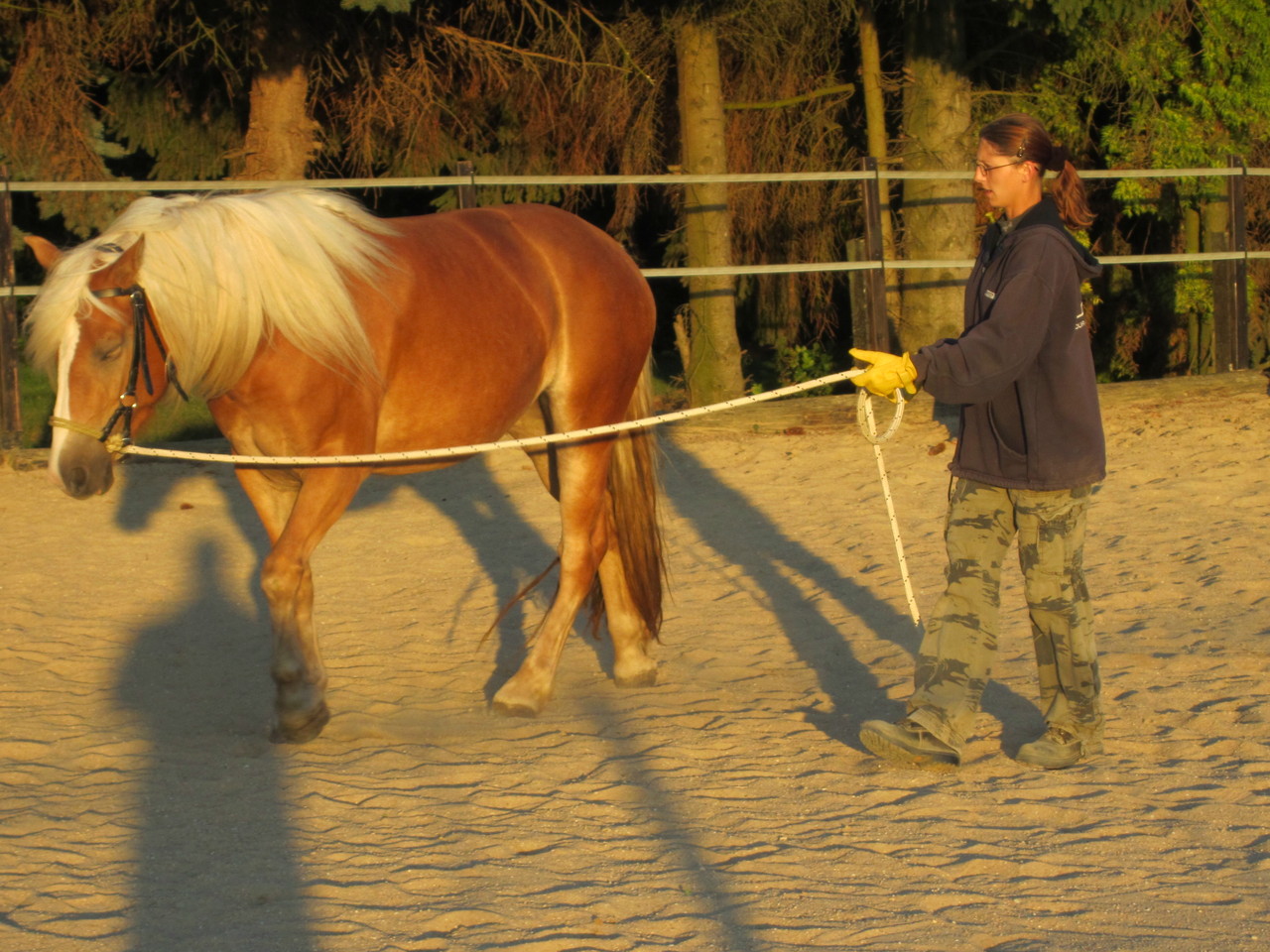 Ubungen Fur Die Bodenarbeit Professionelles Pferde Training