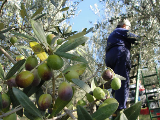 acquisto olio del salento extra vergine di Puglia Pugliese