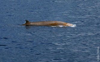 baleine bec cuvier