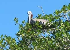 pélican mangrove