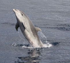 tursiops grand dauphin