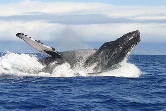 Baleine à bosse 