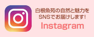 白根魚苑の自然と魅力をSNSでお届けします！Instagram(インスタグラム)