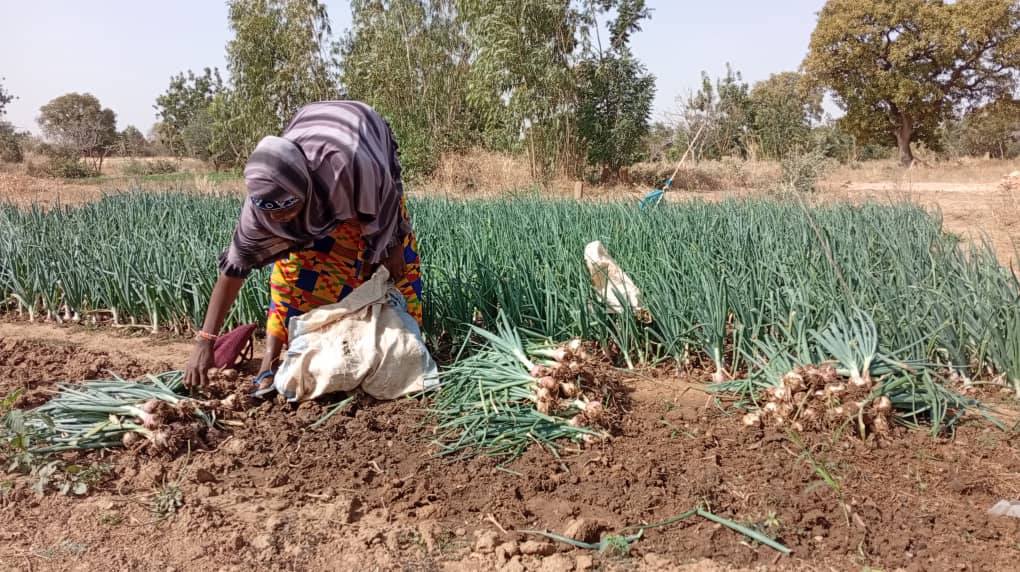 #APEDR Les femmes renforcent leur autonomie grâce à l’agroécologie