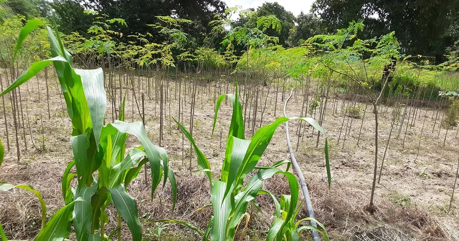 L’Agroécologie : Une alternative endogène d’adaptation au changement climatique