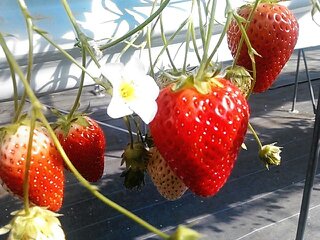 「Nonhoi Strawberry」