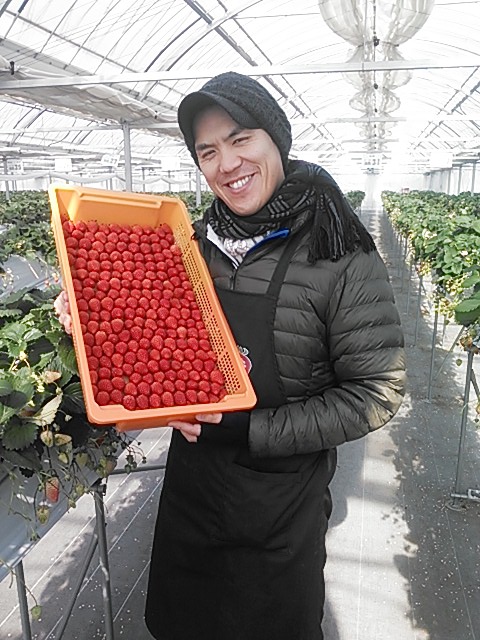 Nonhoi strawberry farm's director Mitsuhiro Mizutani２