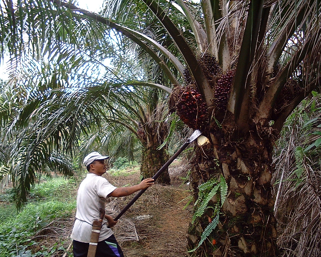 Oil Palm Harvesting, Kanowit, Sarawak