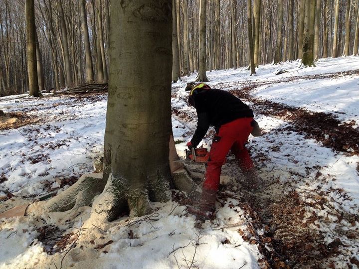 Fällen von Buchen