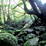 白谷雲水峡　苔の森