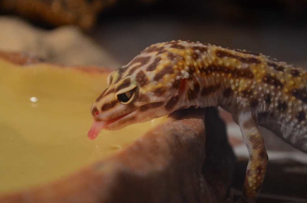 Leopardgecko bei der Wasseraufnahme