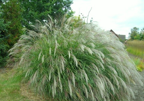 5-6 m² Platzbedarf für Miscanthus sin. 'Bogenlampe' 