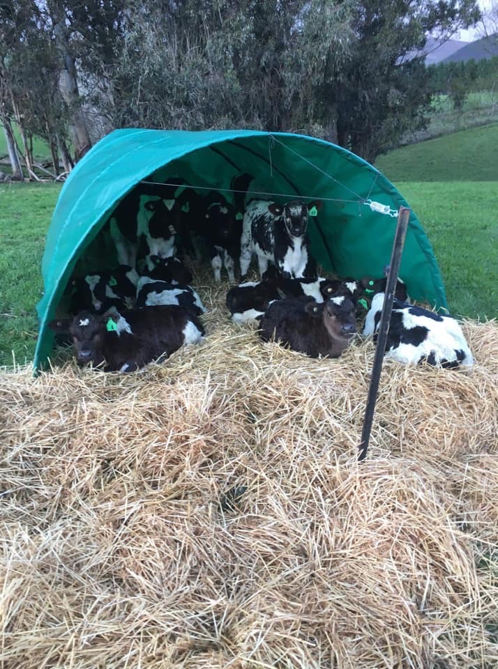 “Calves are loving their shelter on a crap South Otago day”. Craig.