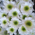 witte chrysanthen