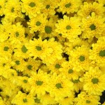 gele mini chrysanthen