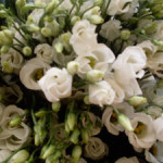 witte lysianthus