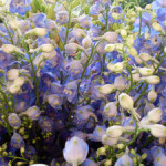 wit-blauwe lisianthus