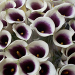 wit-paarse calla's