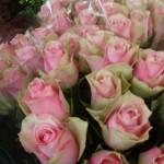 wit-roze rozen