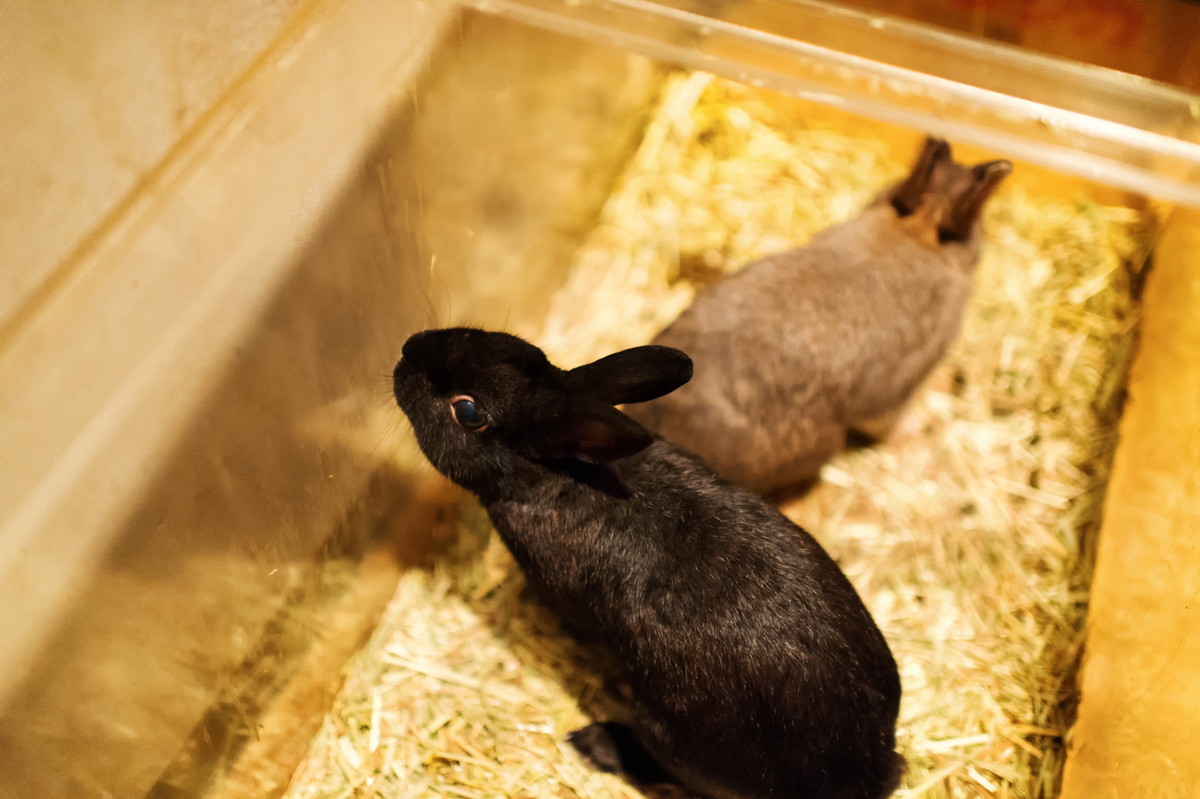 物品寄付協力 ウサギ 鳥 小動物へのフード 備品など へのお礼 Npo法人 ピース アニマルズ ホーム