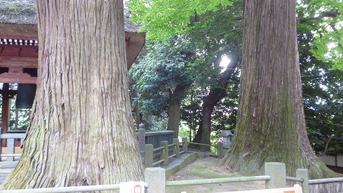 宝城坊の日本杉