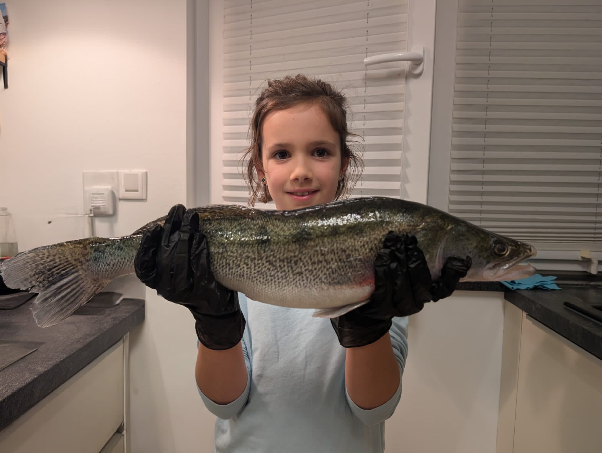 Zander, w4, 62cm, 2,1kg