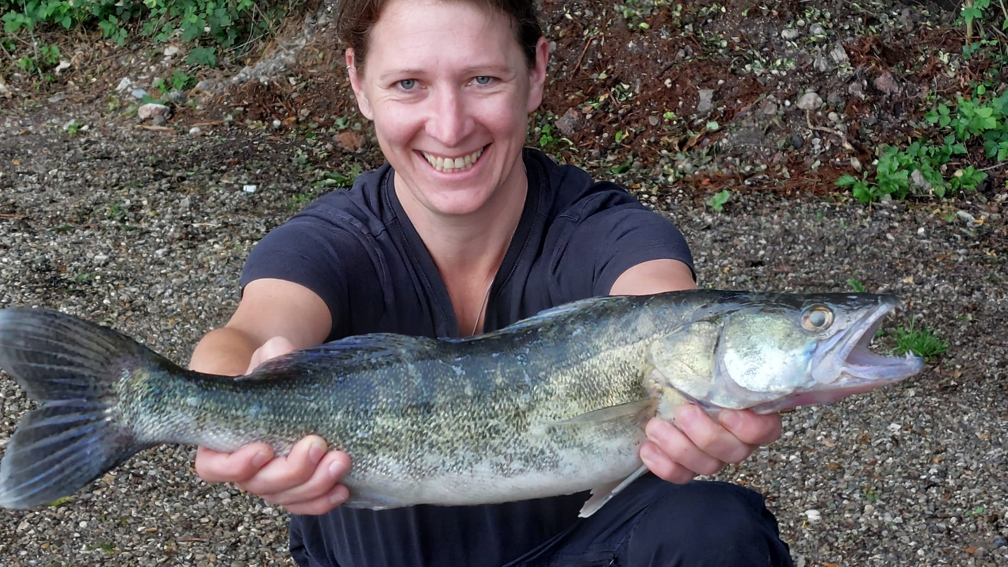 Zander w3, 65cm, 2,3kg