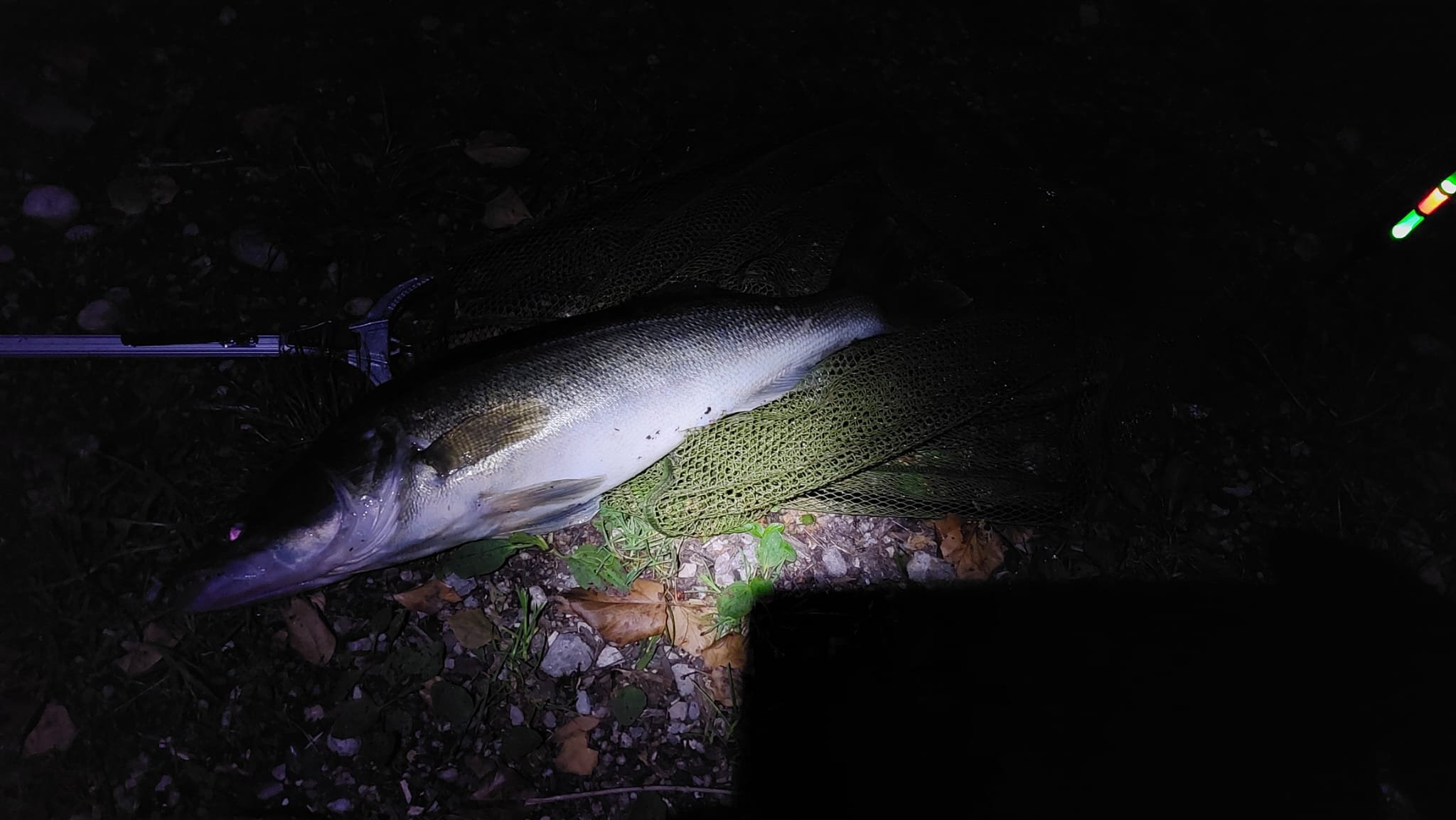 Zander w3, 72cm, 4,5kg