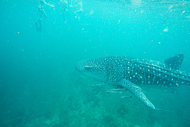 12 Days in Oman - Whale Shark