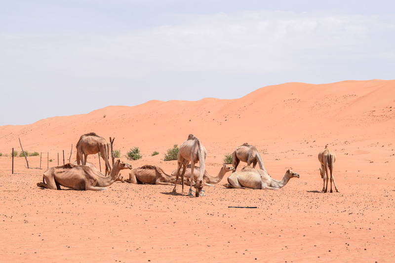 12 Days in Oman - Camels