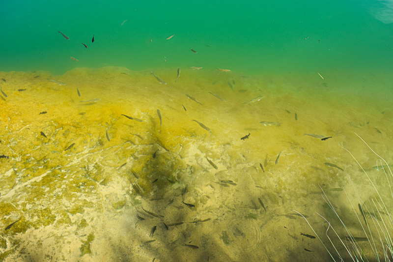 12 Days in Oman - The Fish in Wadi Bani Khalid