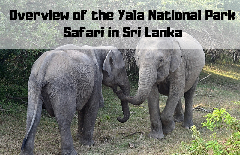 Overview of the Yala National Park Safari in Sri Lanka