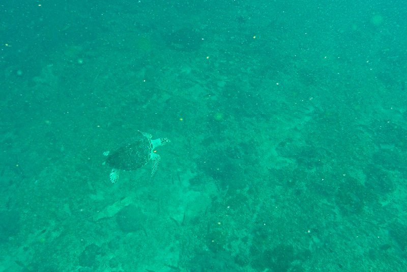 12 Days in Oman - Turtle