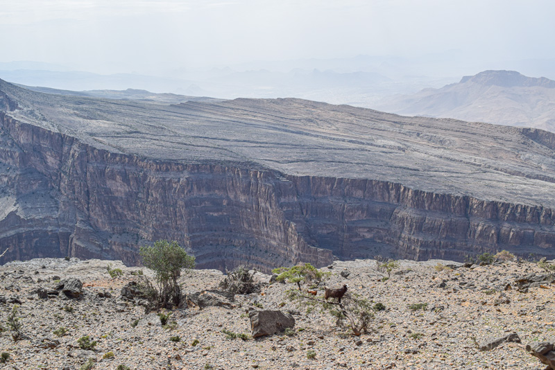 12 Days in Oman - Hiking at Jebel Shams