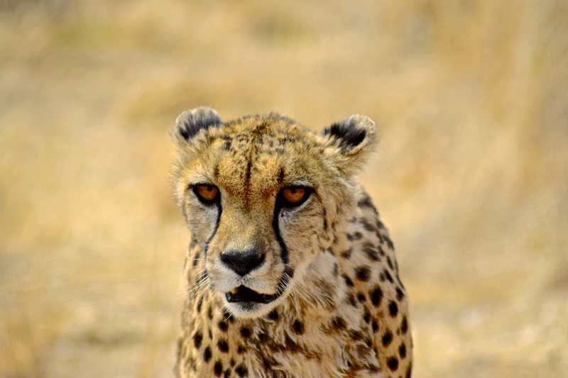 2 Weeks in Namibia - Your Ultimate Itinerary - Nankuuse Sanctuary - Cheetah