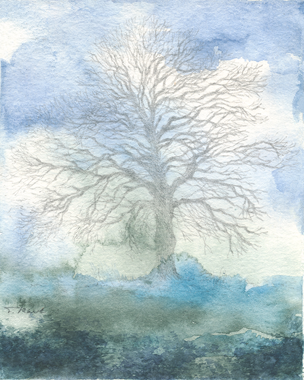 "Wintereiche" (Original) Aquarell und Bleistiftzeichnung auf Papier.